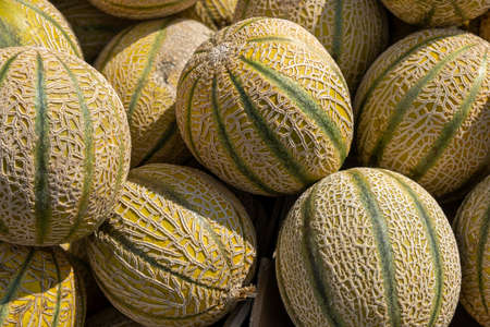 Cantaloupe organics melons sold at the local city market.の写真素材