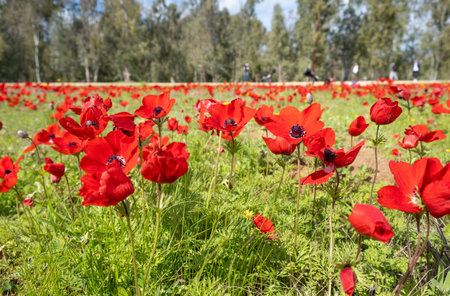 Blossoming of red anemone flowers on green meadow at springtimeの写真素材