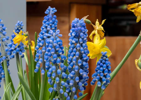 Blue & Yellow Narcissus & Muscari flowers grow in a greenhouseの写真素材