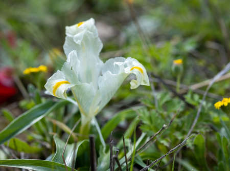 Iris palaestina or Iris palestina grow on a green meadow