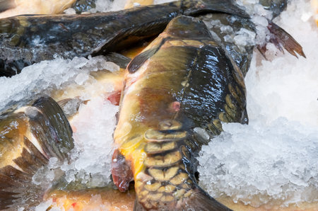 Fresh cyprinus or  typical carps on ice sold at the city marketの写真素材
