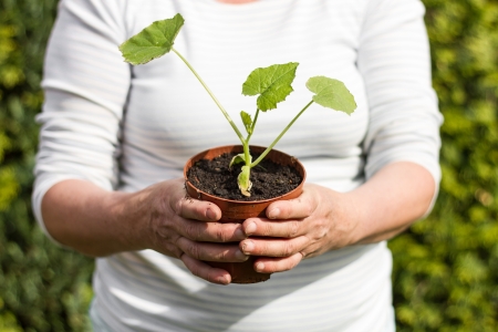 Female gardener keeps a young cucumber plan in her hands for bedding it out in the gardenの写真素材