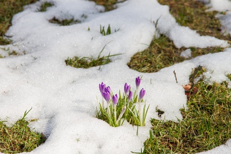 A crocus grows out of snows rests on a meadow and blossomsの写真素材