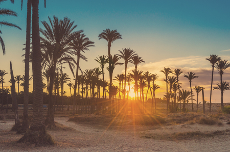Silhouette coconut palm trees on beach at sunset. Vintage tone.の写真素材