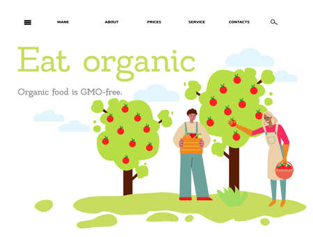 Eat organic - flat banner with people harvesting red fruit from apple tree.のイラスト素材