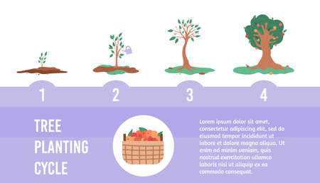 Banner with cycle of growth apple tree from green seedling to plant with fruits.のイラスト素材