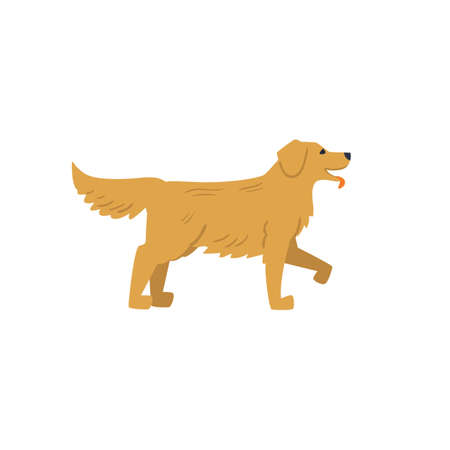 Cute dog of labrador or retriever breed, flat vector illustration isolated on white background.のイラスト素材