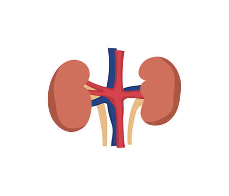 Kidney human organ, flat vector illustration isolated on white background.