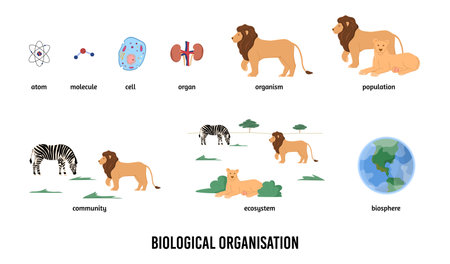 Biological organization and hierarchy infographic vector illustration isolated.のイラスト素材