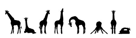 Set of giraffe silhouettes in different poses flat style, vector illustrationのイラスト素材