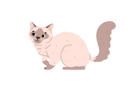 Domestic Siamese cat or kitten flat vector illustration isolated on white.のイラスト素材