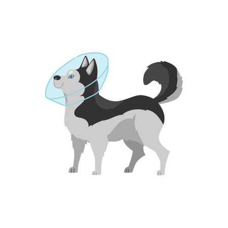 Siberian husky dog in recovery collar, cartoon flat vector illustration isolated on white background.のイラスト素材