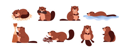 Cute cartoon beavers gnaws at tree, collect branches, float, wild animal with large flat tail vector character setのイラスト素材