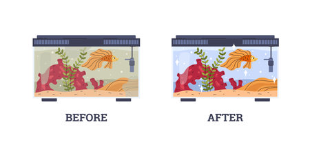 Glass home aquarium with gold fish, corals and seaweed, Before and after cleaning, vector maintenance, aquatic pet careのイラスト素材