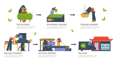 Stages of tea harvesting flat style, vector illustrationのイラスト素材