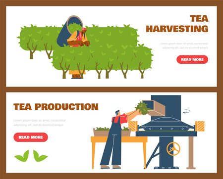 Tea production facility, grading and fermentation harvested leaves process, vector tea industry landing page setのイラスト素材