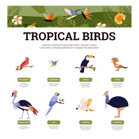 Infographic about different tropical birds with names flat styleのイラスト素材
