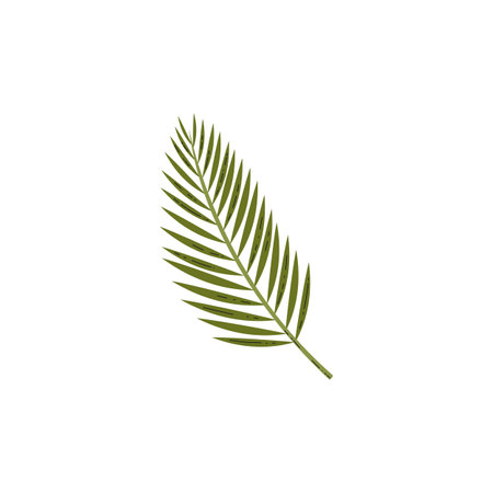 Green palm tree leaf vector illustration, dracaena foliage icon, jungle fern plant, tropical leaves isolated on whiteのイラスト素材