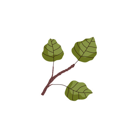 Taiga and northern European aspen tree branch, flat vector illustration isolated.のイラスト素材