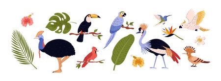 Tropical birds, set of cartoon style vector illustration isolated on whiteのイラスト素材