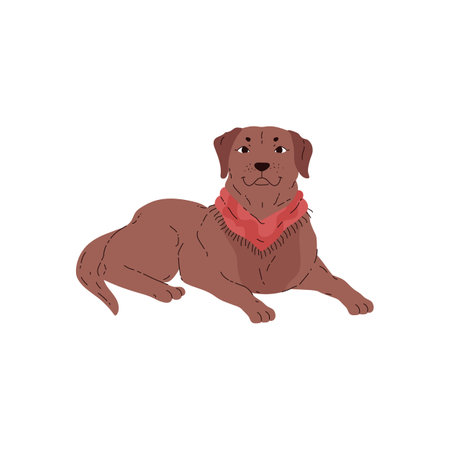 Chocolate Labrador Retriever on an isolated background.のイラスト素材