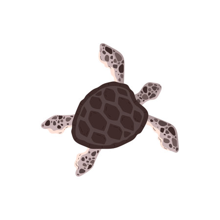 Vector illustration of a floating spotted sea turtle top view on a white background.のイラスト素材