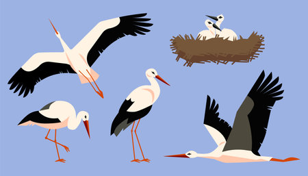 Vector set of storks depicted in various poses and angles: in flight and standing.のイラスト素材