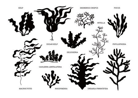 Vector icons with black silhouettes: algae thickets, aquatic plants and branches on a white backgroundのイラスト素材