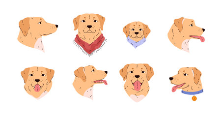 Set of golden labrador dog portraits flat style, vector illustrationのイラスト素材