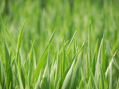 green grass