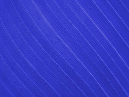 plue patternの写真素材