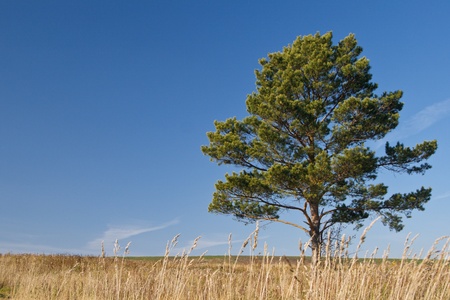 Tree against the blue sky and yellow grass in summer dayの写真素材