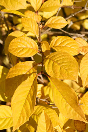 Leaf in beautiful autumn colours. の写真素材