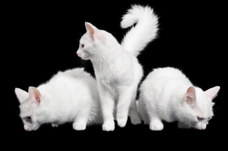 Three white fluffy cats on black backgroundの写真素材