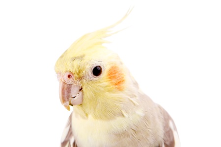 Cockatoo in front of a white background