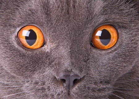 Person the British cat with amazed lookの写真素材