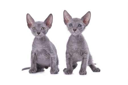 The bald young grey cat on white backgroundの写真素材