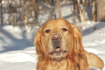 Muzzle of young dog against white snow in natureの写真素材