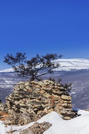 Lonely pine on the rock against a winter landscape of Siberiaの写真素材