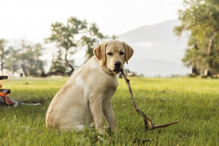 The young retriever gnaws stick on green grass near fireの写真素材