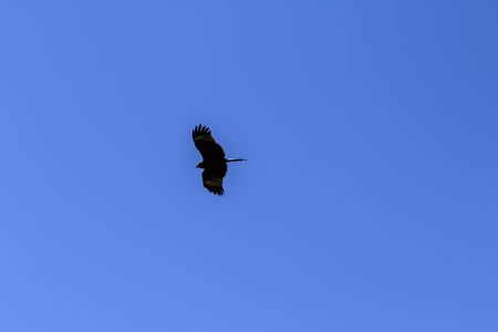 Beautiful silhouette of an eagle of blue sky in flight