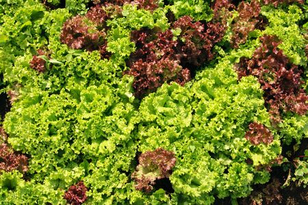 Fine background from juicy leaves in summer dayの写真素材