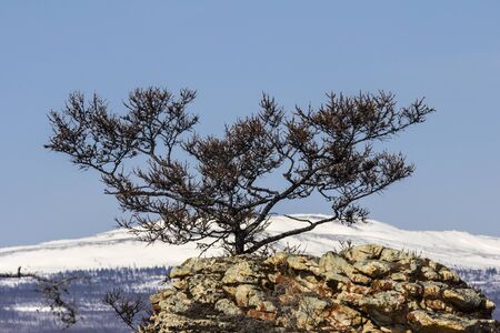 Landscape with a beautiful lonely pine on the rock against the blue skyの写真素材