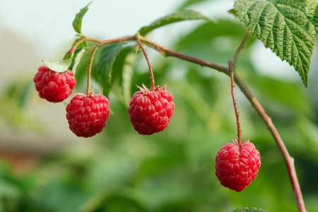 Tasty ripe berry in summer day on sunlightの写真素材