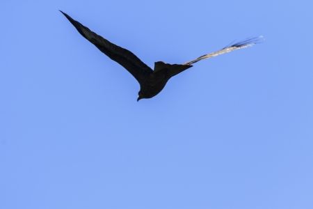 Beautiful silhouette of an eagle of blue sky in flight