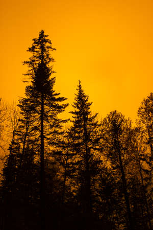 Silhouettes of trees on evening the sky backgroundの写真素材
