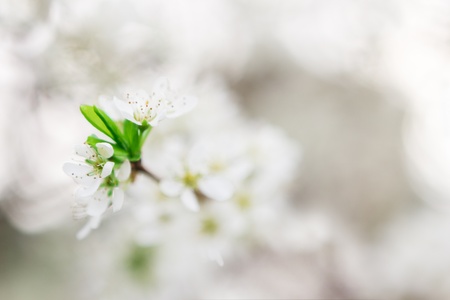 Spring blossom background - abstract floral border of green leaves and white flowersの写真素材