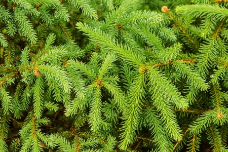 Christmas tree branch for background with fresh green needlesの写真素材