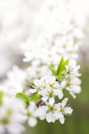 Spring blossom background - abstract floral border of green leaves and white flowersの写真素材