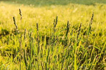 Web spider in kontrovy lighting on grass early in the morning